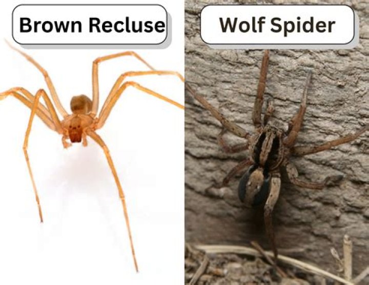 Brown Recluse vs Wolf Spider: Understanding Their Differences and Dangers