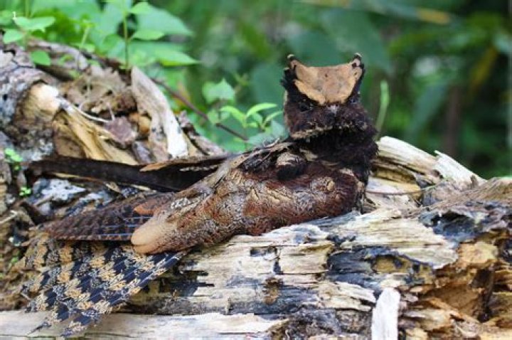 Exploring the Enigmatic Great Eared Nightjar