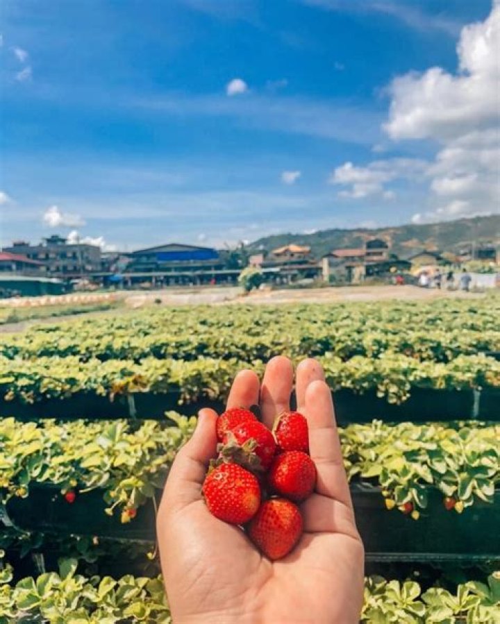 Exploring the Strawberry Fields Columbus POS: A Comprehensive Guide